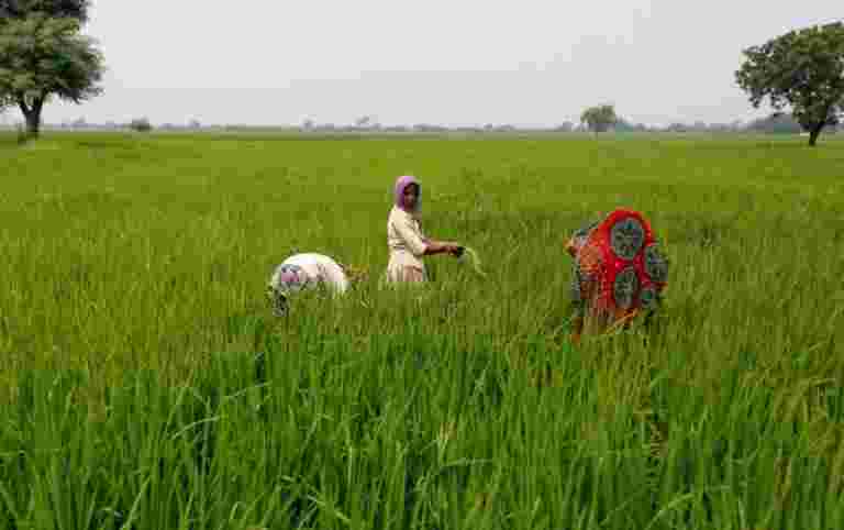 印度大米出口价格上涨较高的当地利率