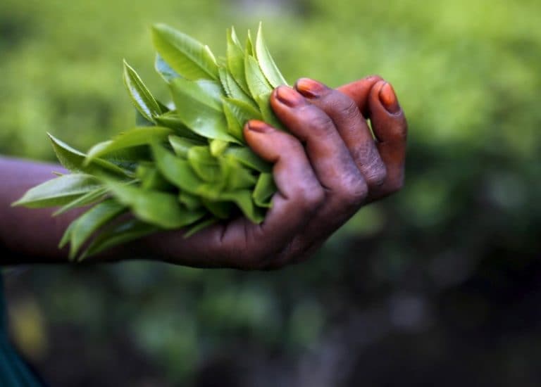 下雨的印度七月茶水产量下降6.7％