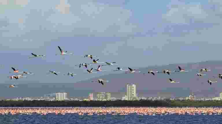 湿地浪费垃圾箱，孟买的多元化栖息地屋数数百个鸟类