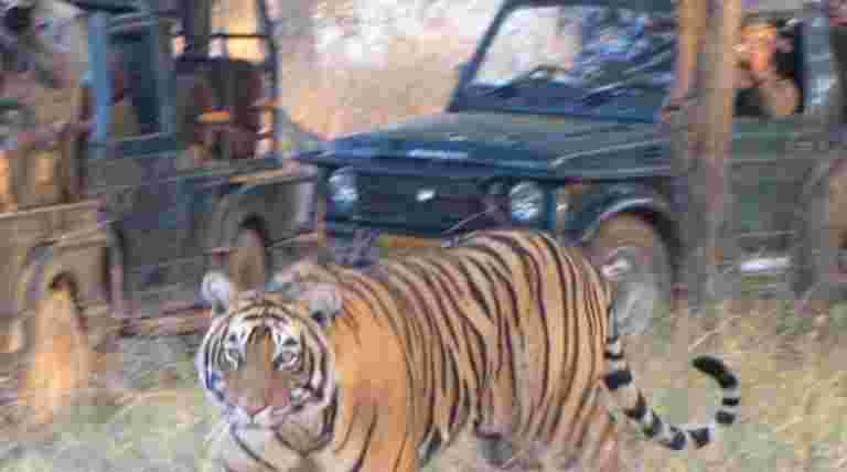 在印度印度储备中的旅游季节，老虎高度强调