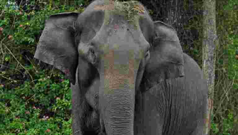 庄园的大象：在kodagu的人类和大象争吵
