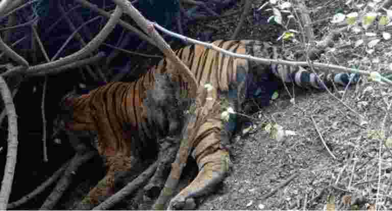 老虎死了：从MP走到古吉拉特邦的大猫神秘地死了