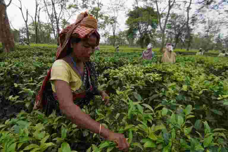1月至2月，茶叶出口量下降7％