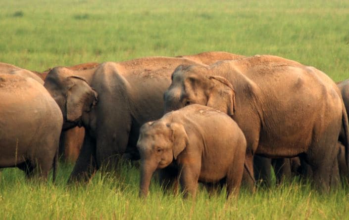 学习说，印度次大陆的大象栖息地转向喜马拉雅山