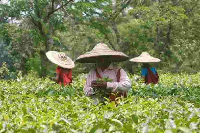 报告称，亚马逊印度希望在出口商名单中带来小茶叶种植者