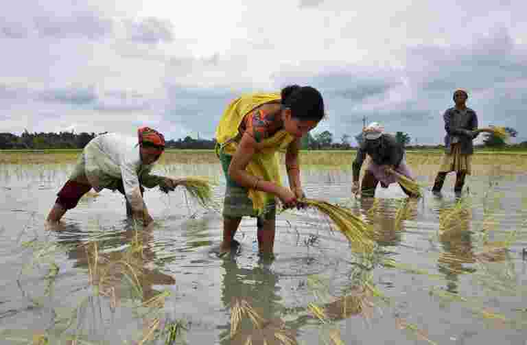 印度稻价上涨，越南价格在假期前滑动