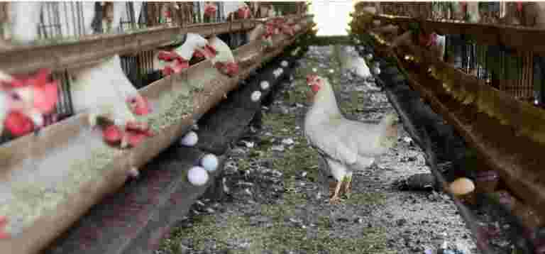 鸡蛋的工厂农业会影响印度的环境