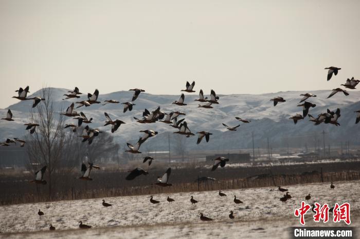 约5000只鸿雁迁徙落户内蒙古乌拉特中旗
