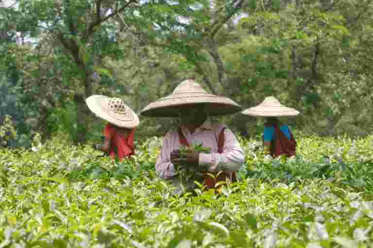 印度的10月茶产量下降3.7％