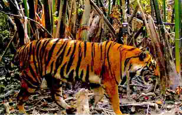 气候变化危险Sundarbans Tiger Habitats