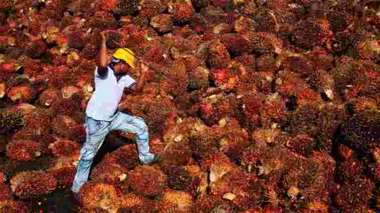 印度恢复买卖马来西亚棕榈油，说贸易商