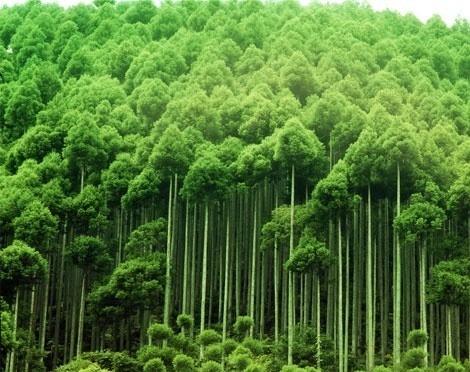 Pachama启动以通过碳市场支持全球植树造林