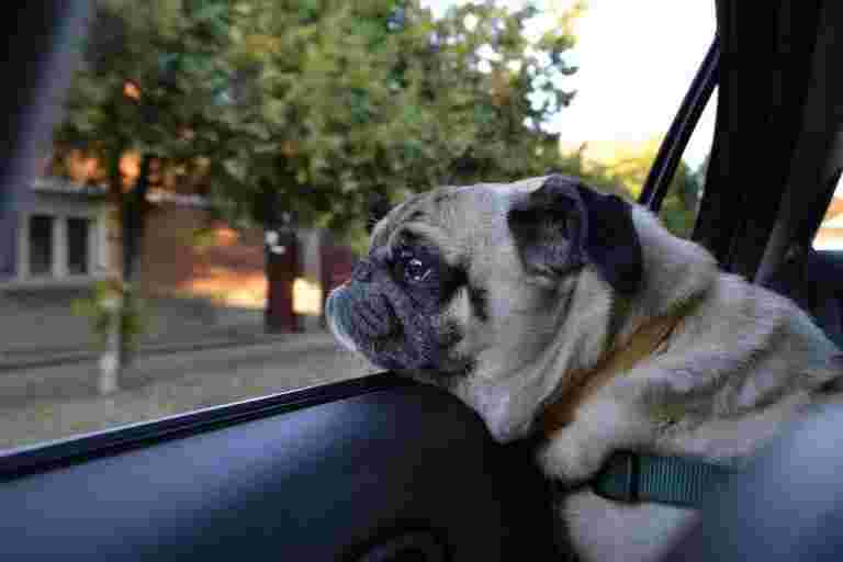 特斯拉推出了&ldquo;狗模式&rdquo;，让您的宠物在热门汽车中免受过热