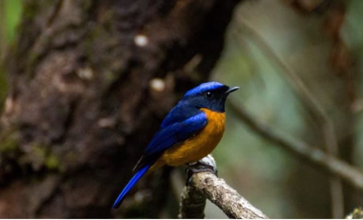昆虫鸟类群在大量提取的喜马拉雅橡树林中落下