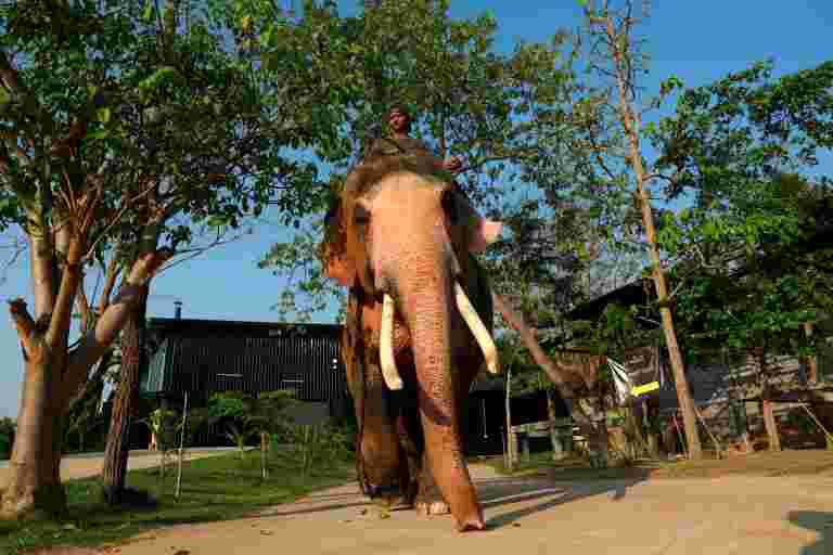 Assam Jumbos的暂停，兽医委员会报告后暂停古吉拉特的大象
